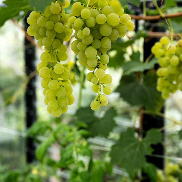 photo 19 Groene Hof 3