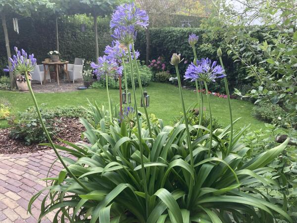 photo 32 Lijsterlaan 2 b