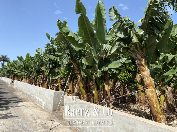 photo 11 Magnificent estate featuring family home and an organic banana plantation