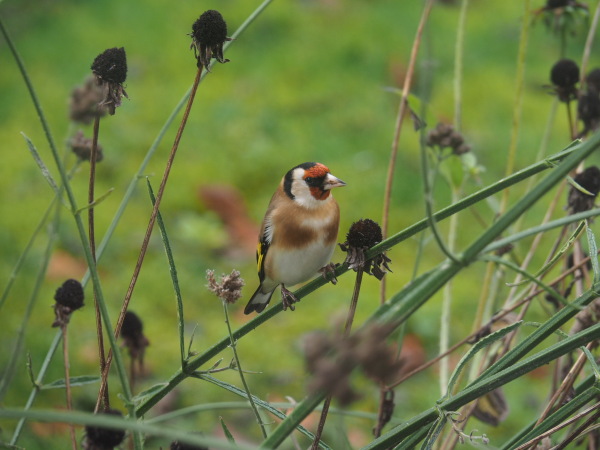 photo 56 Oosterbrink 5